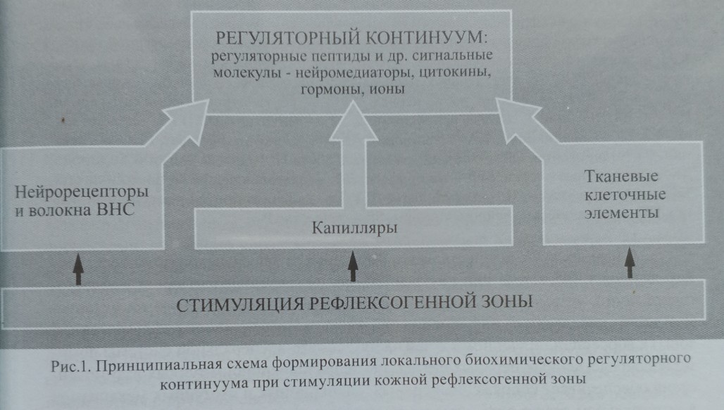 Схема биохимического регуляторного континуума при стимуляции кожного покрова